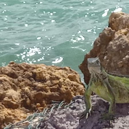Les Pieds Dans L'Eau Chez Syl Le Moule Exterior foto